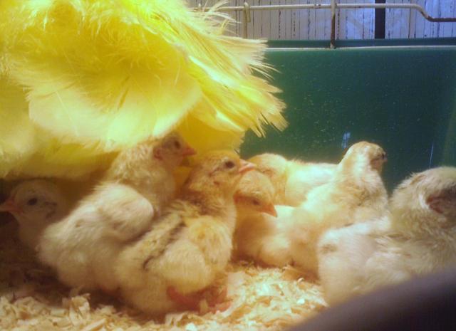 57681_ginger_red_chicks_less_than_24hrs_old_1.jpg