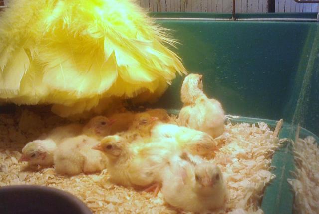 57681_ginger_red_chicks_less_than_24hrs_old_2.jpg