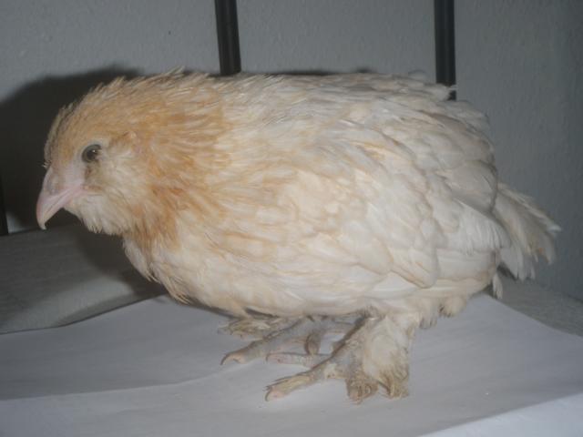 57696_chickens_358.jpg