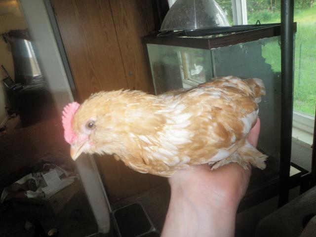57696_chickens_363.jpg