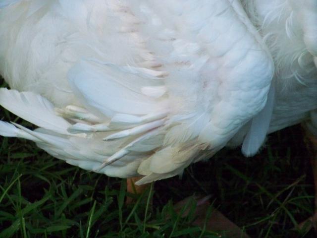57855_100_1763.jpg