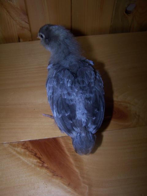 57868_100_4977.jpg