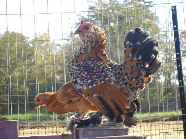 57920_pheonix.jpg