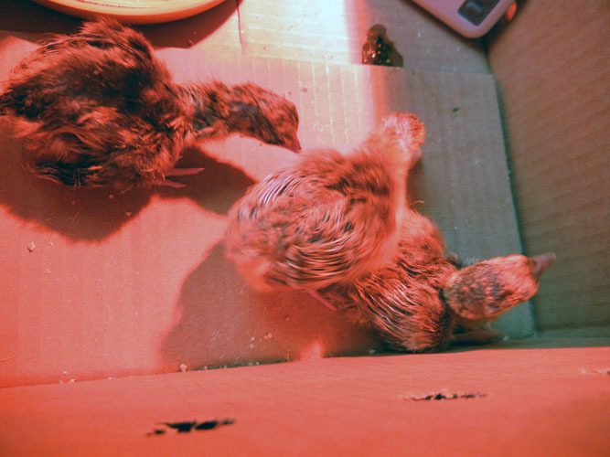 57944_chicks.jpg