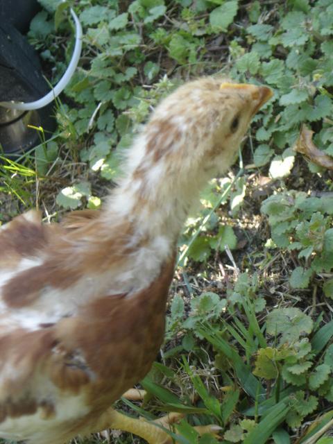 57959_babychicksnchickens_002.jpg