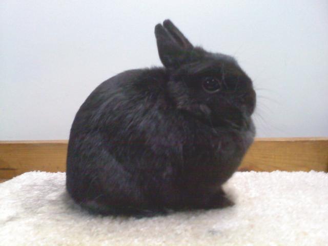 57966_blackdoe11.jpg