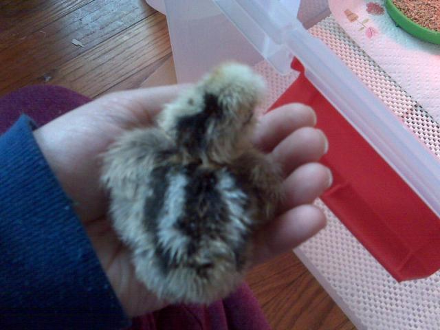 57966_stripechick.jpg
