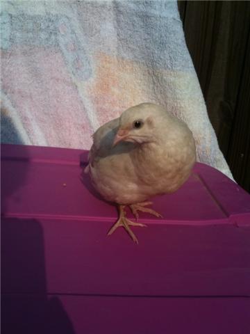 57979_mystery_chick.jpg