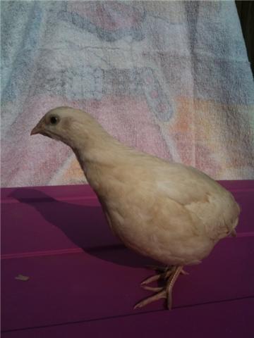 57979_mystery_chick_2.jpg