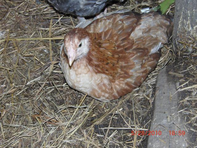 5801_marans_hen_1.jpg