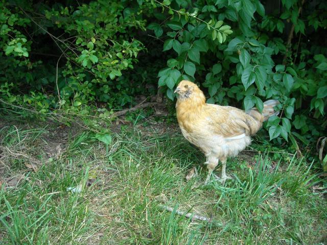 58060_chicken_coop_jun_2010_007.jpg