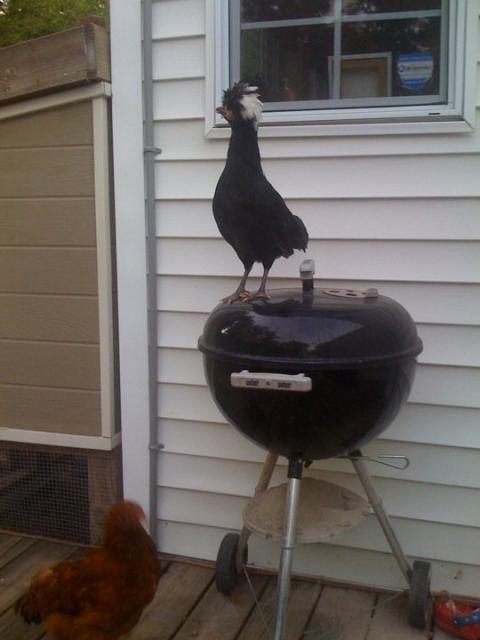 58060_coco_on_the_grill.jpg
