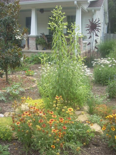 58060_garden_2010_jun_012.jpg