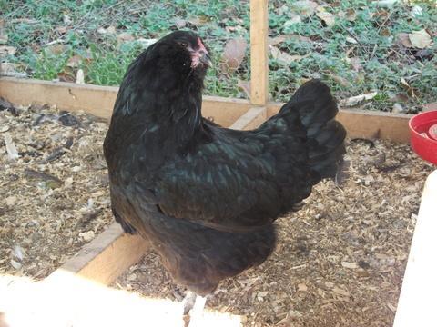 58064_black_hen.jpg