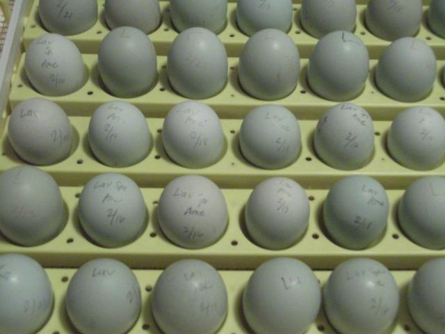 58064_eggs.jpg
