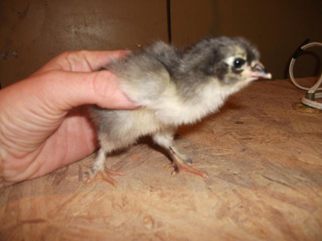 58064_olive_egger1.jpg
