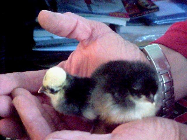 58103_bigchick.jpg