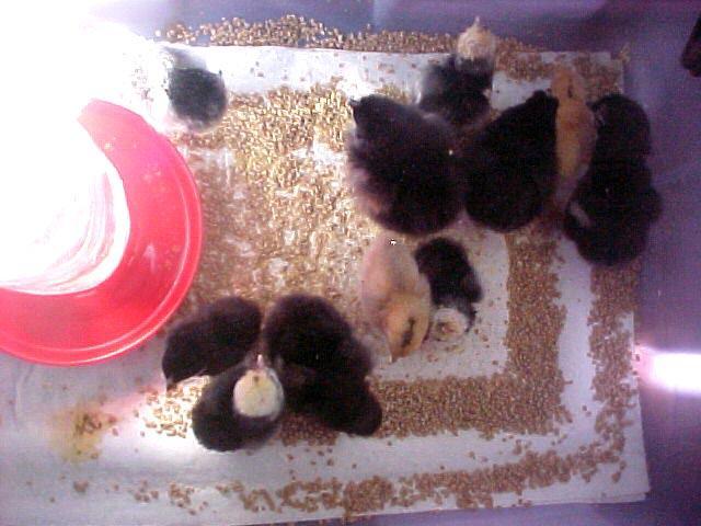 58103_chicks.jpg