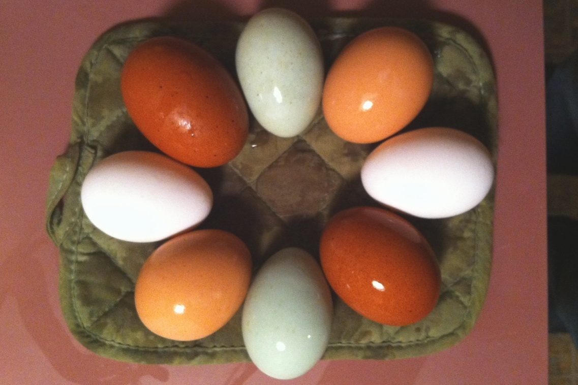 58104_eggs.jpg