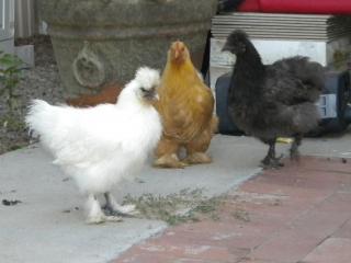 58132_chickens_014.jpg