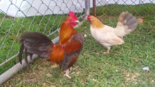 58184_chickens.jpeg