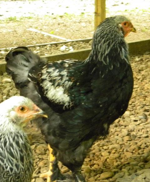 58199_brahma_b_14_weeks.jpg