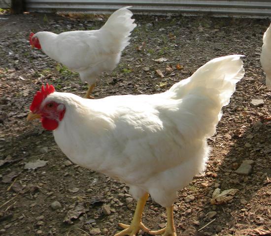 58199_roo_1.jpg