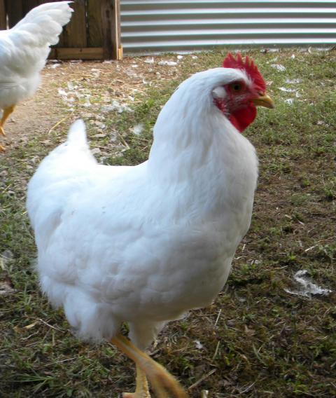 58199_roo_3.jpg