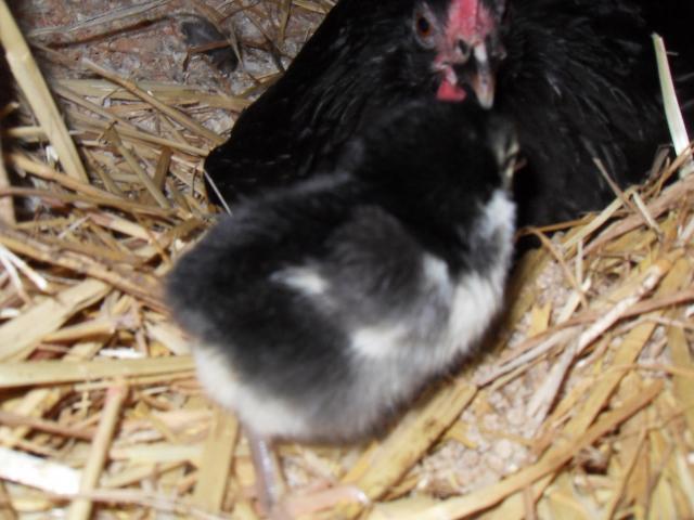 58241_baby_chooks_052.jpg