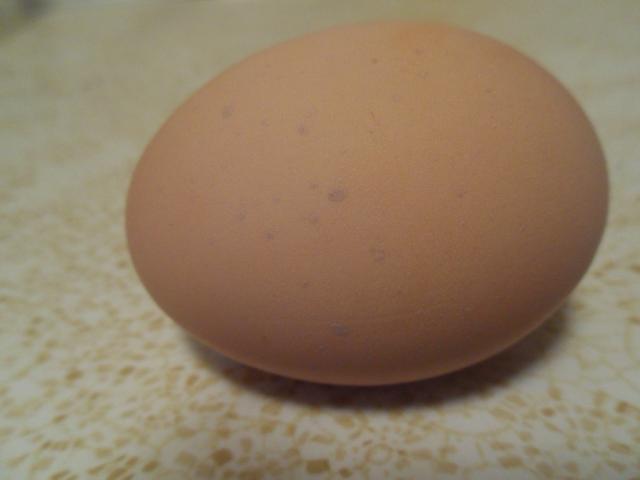 58241_blue_dots_on_brown_egg_002.jpg