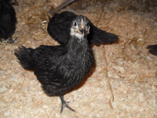 58241_chicks_in_chickenarium_003.jpg