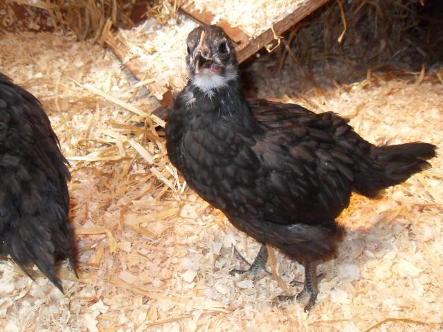 58241_chicks_in_chickenarium_004.jpg