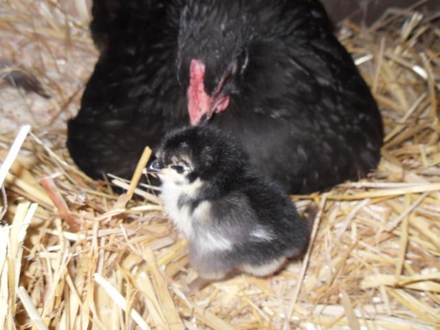 58241_chooks_day_2_free_ranging_029.jpg