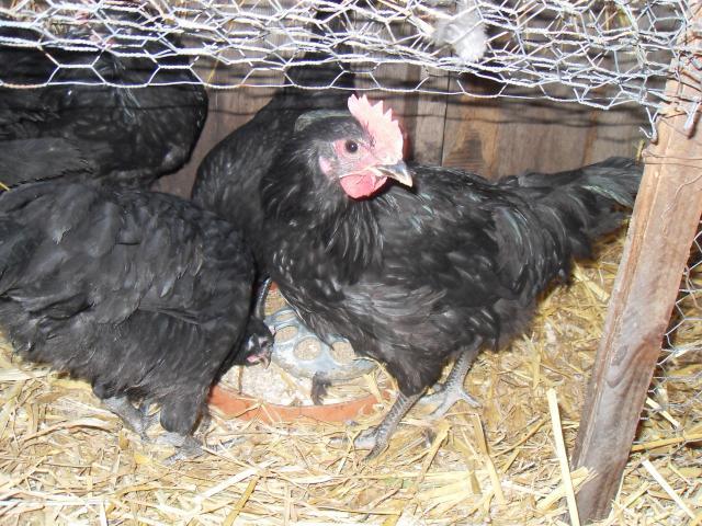 58241_garden_and_chooks_007.jpg