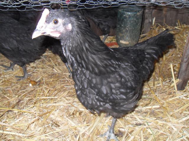 58241_garden_and_chooks_014.jpg