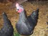 58241_minerva_and_18_wk_chooks_008.jpg