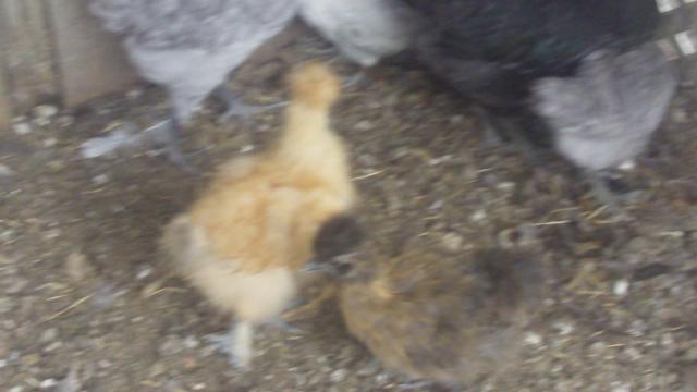 58278_new_chicks_013.jpg