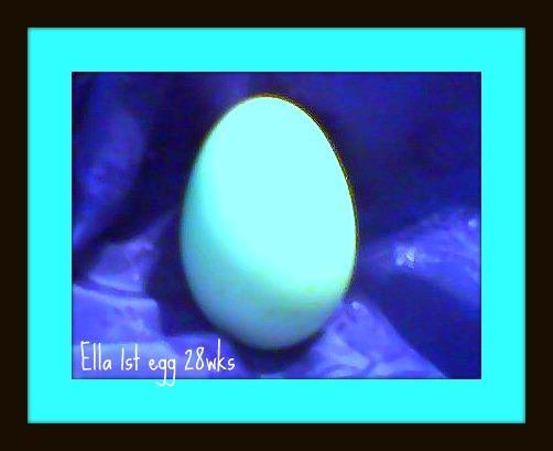 58292_ella_1st_egg_1.jpg