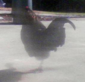 58292_picture037.jpg
