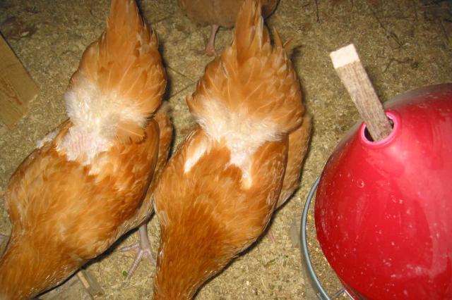 58351_bare-back-chickens-002.jpg