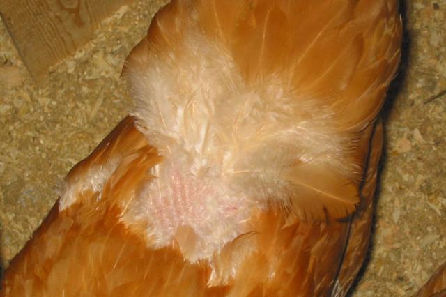 58351_bare-back-chickens-005.jpg