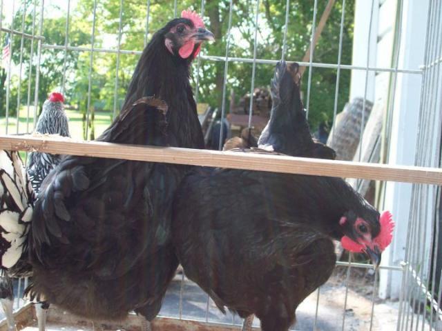 58362_australorps.jpg