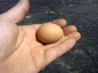 58362_egg1.jpg