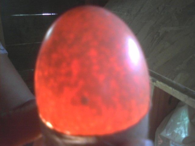 58362_egg2.jpg
