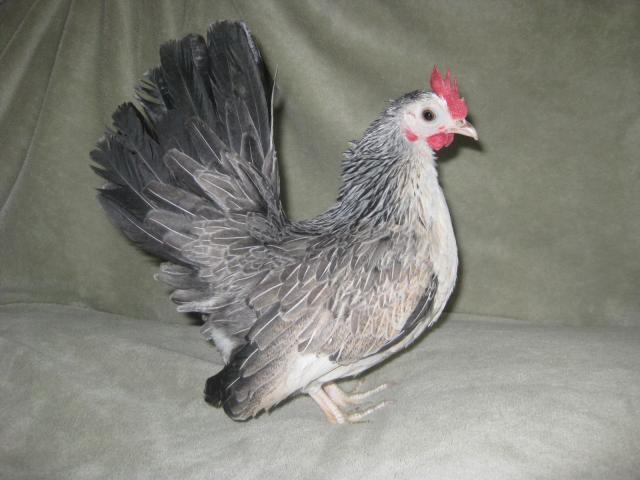 58397_001.jpg