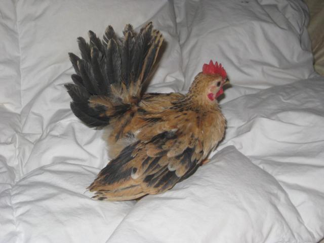 58397_137.jpg