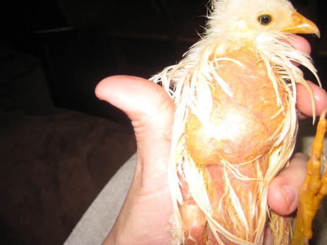 58397_crop2.jpg