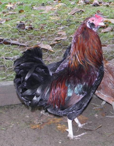 5840_amcockrl.jpg
