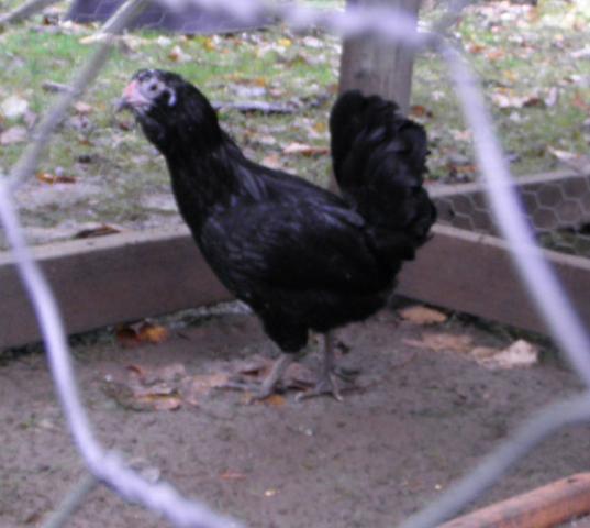 5840_blkampullet1.jpg