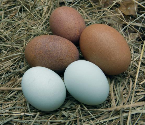 5840_blueggs.jpg
